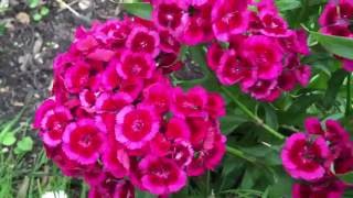 Perennial Wild Carnations Dianthus Flowers In Garden dianthus gardening [upl. by Hajidak918]