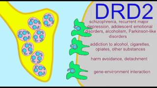 AP1 BRAIN DOPAMINE RECEPTORS [upl. by Ocirled]