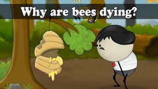 Why are honey bees dying  aumsum kids science education children [upl. by Ojyma]