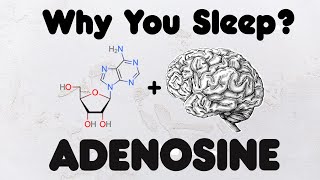 Adenosine  How A Tiny Molecule Controls Your Sleep [upl. by Lucas]