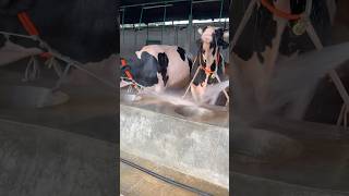 Holstein bull shower biggestbull reelviral vairalvideo [upl. by Stacey]