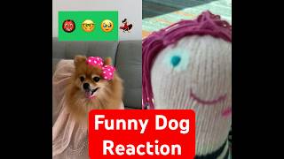 Funny Dog Reaction gigglesdoll [upl. by Darcie]