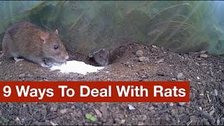 9 Ways To Deal With Rats warning lots of footage of rats living and dead [upl. by Rinum]