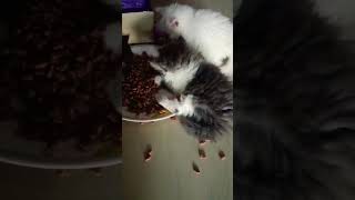 kittens dry food khane lage  kitten catlover catvideos cat kitty catshorts catsoftiktok [upl. by Isoj871]