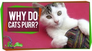 Why Do Cats Purr [upl. by Zampardi617]