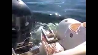 Seal Jumps Inside Boat To Escape Orca [upl. by Ceevah748]