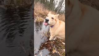 Daisy The Water Divining Yellow Husky daisydog freshwater huskylife [upl. by Gunzburg]