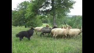 Ronin herding Racka sheep in Hárskút June 2012 [upl. by Derrick824]