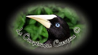 🕊️ Canto de la Oropéndola Crestada 🕊️ [upl. by Vedette]