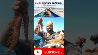 సముద్రం పితలు amp రొయ్యలు చుడండి sailorraj fishing shortsfeed fisherman sea [upl. by Absalom]