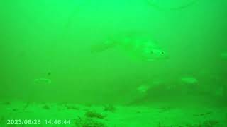 Bridlington bay wreck fishing underwater camera ling and dog fish [upl. by Endys]