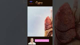 Respiratory system animation  biological short animated video  shorts [upl. by Ev]