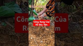 Bạn biết công dụng của Rễ Dâu Tằm không [upl. by Hermia940]