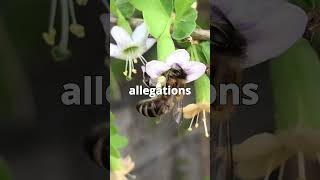 “Bee Research Scandal Misconduct Allegations Against Mandyam Srinivasan” [upl. by Yraccaz]