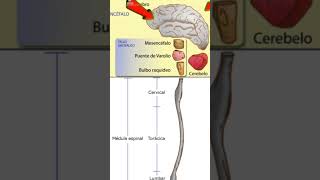 sistema nervioso central Yahir [upl. by Prentiss]