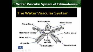 Water Vascular System of Echinoderms  Animal Diversity Invertebrates  ZOO512TTopic218 [upl. by Anesor227]