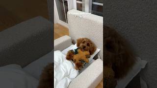 it’s bath time puppy poodle asmr pets viral funny dog doglife [upl. by Traggat]