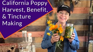 California Poppy Harvest Benefits amp Tincture Making [upl. by Croft]