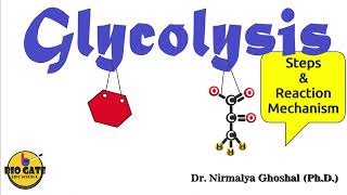 Glycolysis step by step explanation competitiveexams [upl. by Leoy]