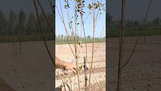 Plum tree cutting farming shortvideo agriculuture [upl. by Ellenid385]