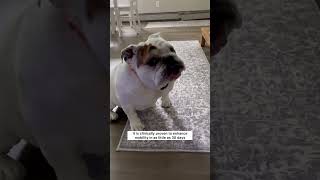 Igloos Incredible Comeback🐾🥺  Antinol Plus shorts dogjointsupplement bulldog doghealth [upl. by Otrebtuc]