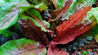 Cryptocoryne wendtii Green Gecko [upl. by Anidan55]