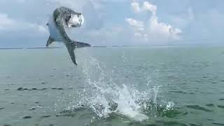 Costa Rica Sport Fishing  Tarpon Jumping on the Caribbean [upl. by Naujik]