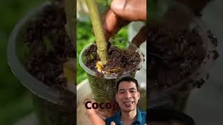 Effect of banana on lemon tree propagation shorts agriculture farming [upl. by Daub]