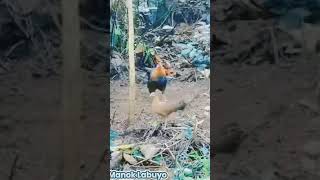 Nakahuli tayo ng inahin manok Labuyo manoknapula short zamar [upl. by Demmahom]