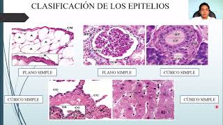 HISTOLOGÍA TEJIDO EPITELIAL [upl. by As]