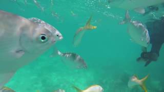 Snorkeling Antiguas Paradise Reef [upl. by Parke]