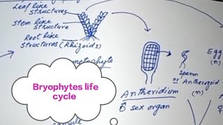 Bryophytes General characterslife cycleFSc first year Biology BS Botany [upl. by Ahsyak]