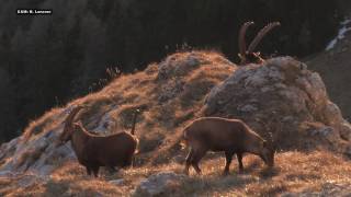 ALPSKI KOZOROG NOVEMBER Capra ibex Triglavski narodni park [upl. by Leia]