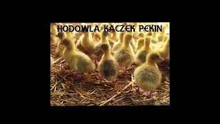 Hodowla Kaczek Pekin  od A do Z [upl. by Rocca]