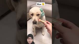 Beautiful dogs🥰🤩funnycutedogsgreenscreenreaction [upl. by Keyes508]