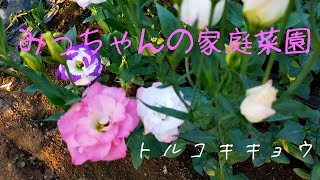 春蒔きトルコキキョウの収獲です20210715「みっちゃんの花と野菜の家庭菜園」 [upl. by Jeff]