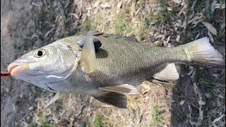 Fishing Vic Campaspe river reserve Rochester GPS coordinates Murray cod Silver perch Redfin Yella [upl. by Serolod]