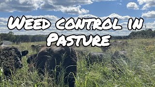 Unveiling the Truth About Weeds Effective Control Tips [upl. by Htebaras]