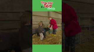 Look At The Calf Wearing A Jacket  Tractor Ted Shorts  Tractor Ted Official Channel [upl. by Horn911]