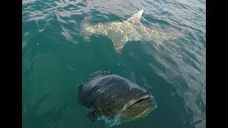 Giant Hammerhead Shark and Goliath Grouper Action [upl. by Allcot426]