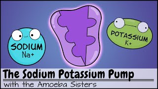 Sodium Potassium Pump [upl. by Noxid]