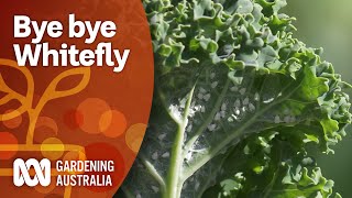 Control whitefly with this threepronged attack  Pest and disease control  Gardening Australia [upl. by Syl438]