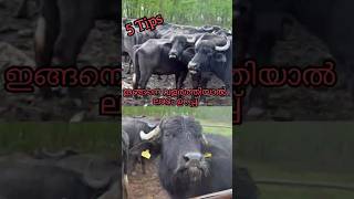 പോത്ത് farm ലാഭത്തിൽ ആവാൻ ഈ 5 കാര്യം നോക്കിയാൽ മതി [upl. by Ahsata460]