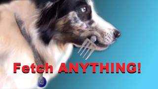 Teach your dog to FETCH [upl. by Angle]