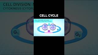 Cell Cycle  cellcycle viralvideo shorts cellphysiology class11th neet [upl. by Ecilef]