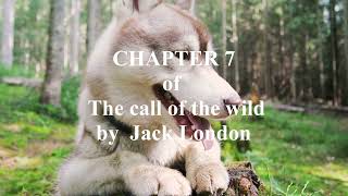 Chapter 7 of The call of the wild by Jack London audio audiobook [upl. by Silvain]