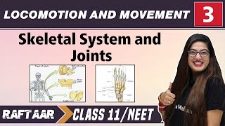 Locomotion and Movement 03  Skeletal System and Joints Class11NEET RAFTAAR [upl. by Assirrem83]