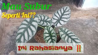 CARA MERAWAT ALOCASIA AGAR TUMBUH SUBUR  Part 1 [upl. by Ecyob526]