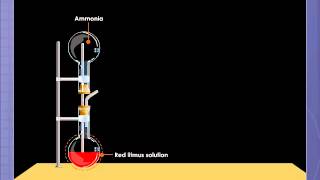 Ammonia Fountain Experiment [upl. by Rigby]