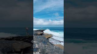 Waves of Freedom at the Clovelly Beach Sydney Music volanicky yellowflowers clovellybeach [upl. by Nlocnil]